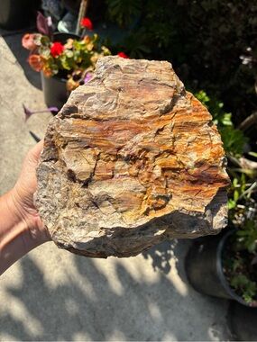 Large Rare Petrified Wood Specimen Rough 6” x7”, Over 5 Lbs